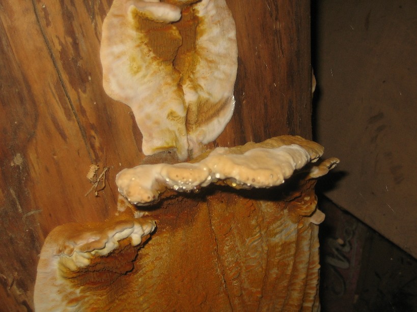 lignicolo in...legnaia (Serpula lacrymans)